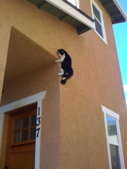 Spider pus cat.jpg 스파이더맨? 스파이더캣!!!